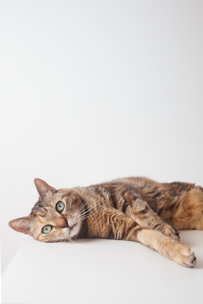 Cute tabby cat resting peacefully on a white surface against a clean background.