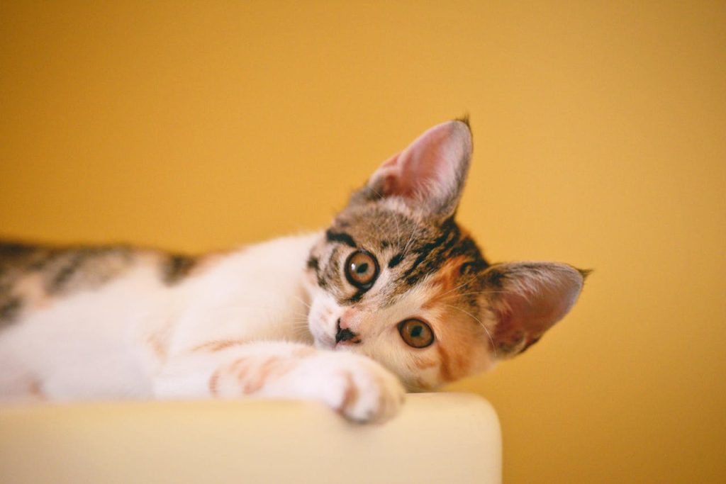 Close-up of a cute calico kitten lying down and staring with curious eyes against a yellow background.