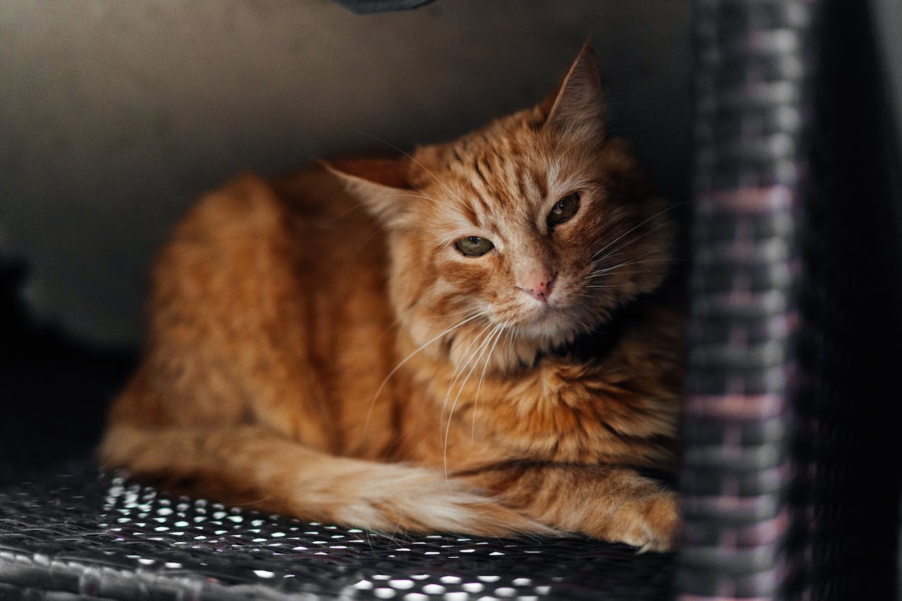 Close-up of a ginger cat lounging in a woven basket, showcasing its soft fur and relaxed demeanor.